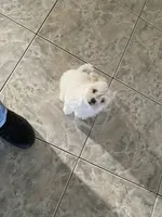 Daisy , a female Maltese for sale in Oxnard, CA – 2 of 2