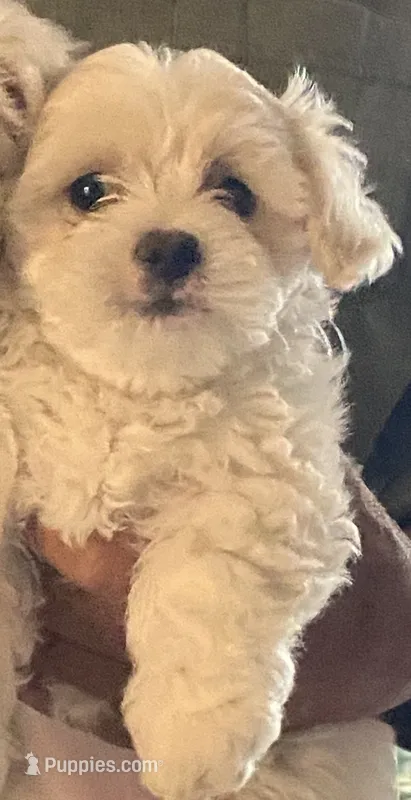 Daisy  – Maltese puppy for sale in Oxnard, CA