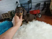 Suzies chocolate boy. Hand Delivery , a male Miniature Dachshund for sale in Carthage, TX – 5 of 7