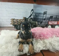 Autumns blk tan girl. Hand Delivery , a female Chihuahua for sale in Carthage, TX – 4 of 6