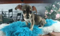 Brown and tan Chi boy. Hand delivery, a male Chihuahua for sale in Carthage, TX – 5 of 7