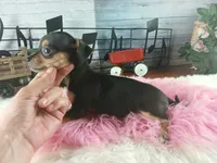 Blk tan tri girl Hand Delivery , a female Chihuahua for sale in Carthage, TX – 3 of 8