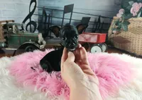 Vanillas black girl. Hand Delivery , a female Chihuahua for sale in Carthage, TX – 2 of 9
