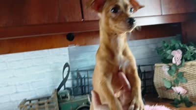 Red girl chi 6 lb. Hand Delivery , a female Chihuahua for sale in Carthage, TX – 6 of 6