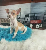 Teacup fawn white boy. Hand Delivery , a male Chihuahua for sale in Carthage, TX – 4 of 10