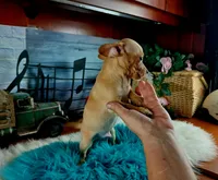 Autumns fawn boy. Hand Delivery , a male Chihuahua for sale in Carthage, TX – 3 of 8