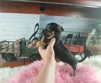 Autumns blk tan girl. Hand Delivery , a female Chihuahua for sale in Carthage, TX – 3 of 6