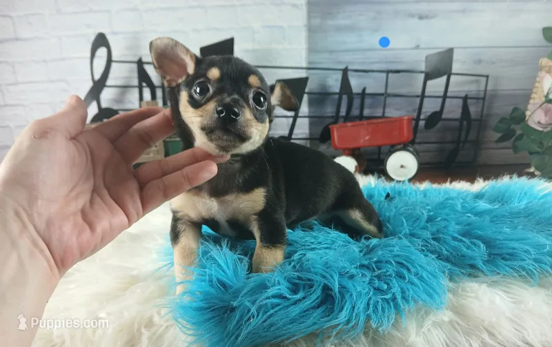 Blk tan tri boy B Hand Delivery  – Chihuahua puppy for sale in Carthage, TX
