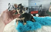Blk tan tri boy B Hand Delivery , a male Chihuahua for sale in Carthage, TX – 1 of 7