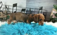 Gloria's wild boar lighter. Hand delivery, a male Miniature Dachshund for sale in Carthage, TX – 2 of 3
