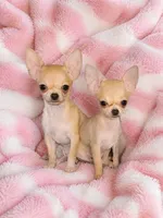 Tiny fawn teacup applehead girl Hand Delivery , a female Chihuahua for sale in Carthage, TX – 5 of 5