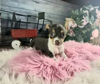 Chocolate teacup freckles girl. Hand delivery, a female Chihuahua for sale in Carthage, TX – 5 of 7