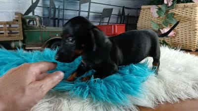 Suzies black n tan boy. Hand Delivery , a male Miniature Dachshund for sale in Carthage, TX – 6 of 6