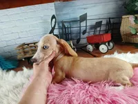 Sugar Pies cream girl. Hand Delivery , a female Miniature Dachshund for sale in Carthage, TX – 6 of 9