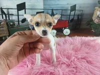 Micro teacup white fawn girl. Hand Delivery , a female Chihuahua for sale in Carthage, TX – 9 of 10