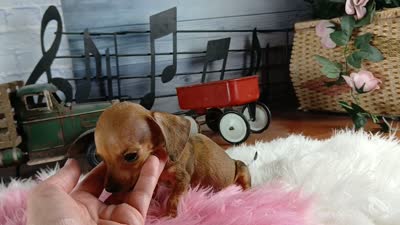 Suzies Teacup red girl.  Hand Delivery , a female Miniature Dachshund for sale in Carthage, TX – 10 of 10