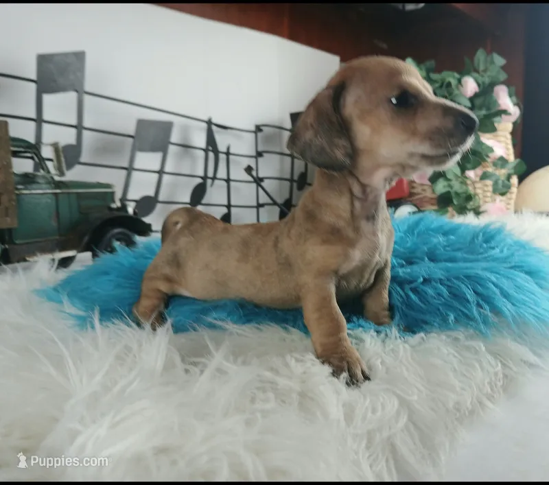 Nationwide delivery-suziedapp