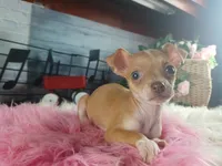 Teacup fawn girl white 2, a female Chihuahua for sale in Carthage, TX – 6 of 10