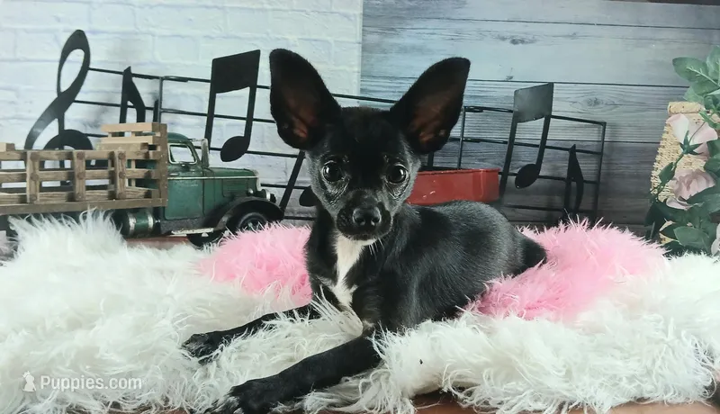 Black chi girl – Chihuahua puppy for sale in Carthage, TX