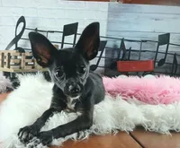 Black chi girl, a female Chihuahua for sale in Carthage, TX – 3 of 5