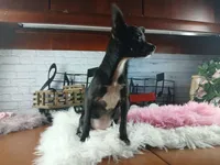Black chi girl, a female Chihuahua for sale in Carthage, TX – 4 of 5