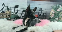 Black chi girl, a female Chihuahua for sale in Carthage, TX – 2 of 5