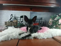 Black chi girl, a female Chihuahua for sale in Carthage, TX – 5 of 5
