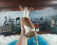 Teacup fawn white boy. Hand Delivery , a male Chihuahua for sale in Carthage, TX – 8 of 10