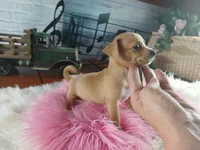 Autumns fawn girl. Hand Delivery , a female Chihuahua for sale in Carthage, TX – 7 of 7