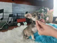 Brown and tan Chi boy. Hand delivery, a male Chihuahua for sale in Carthage, TX – 3 of 7