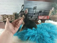 Haleys blk and tan boy. Hand Delivery , a male Chihuahua for sale in Carthage, TX – 2 of 10