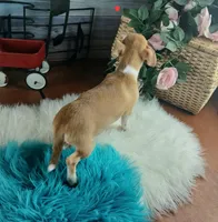 Popcorns red dot male. Hand delivery, a male Chihuahua for sale in Carthage, TX – 6 of 7