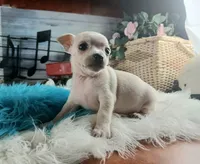 Haleys Cream boy. Hand Delivery , a male Chihuahua for sale in Carthage, TX – 2 of 8