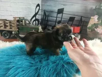 Long hair teacup dark boy. Hand Delivery , a male Chihuahua for sale in Carthage, TX – 4 of 10