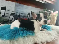 Blk white tri boy Hand Delivery , a male Chihuahua for sale in Carthage, TX – 1 of 5