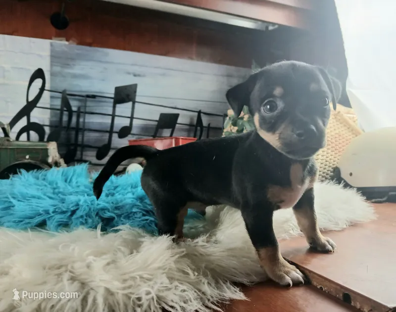 Autumns blk and tan boy. Hand Delivery  – Chihuahua puppy for sale in Carthage, TX