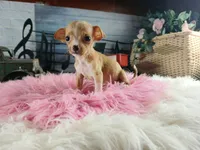 Vanillas fawn teacup girl. Hand Delivery , a female Chihuahua for sale in Carthage, TX – 5 of 10