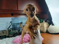 Red girl chi 6 lb. Hand Delivery , a female Chihuahua for sale in Carthage, TX – 3 of 6