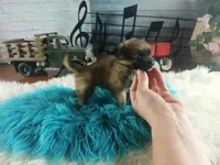 Long hair boy chi light. Hand Delivery , a male Chihuahua for sale in Carthage, TX – 2 of 8