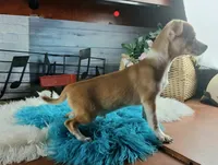 Popcorns red dot male. Hand delivery, a male Chihuahua for sale in Carthage, TX – 4 of 7