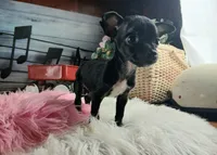 Vanillas black girl. Hand Delivery , a female Chihuahua for sale in Carthage, TX – 7 of 9