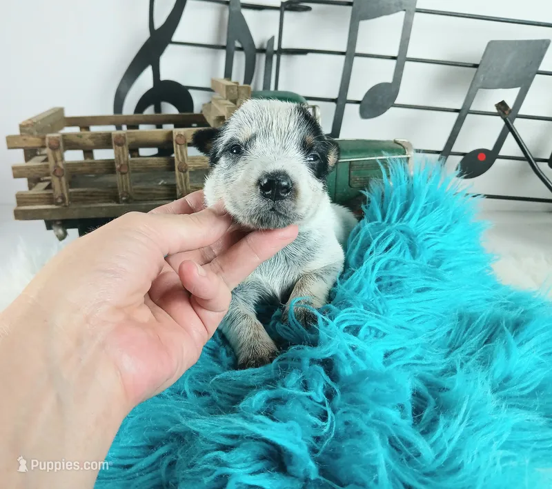 BlueHeeler-Delivery nationwide