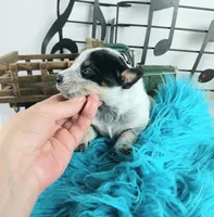 BlueHeeler-Delivery nationwide, a male Australian Cattle Dog for sale in Carthage, TX – Photo 3 of 5