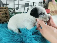 BlueHeeler-Delivery nationwide, a male Australian Cattle Dog for sale in Carthage, TX – Photo 4 of 5