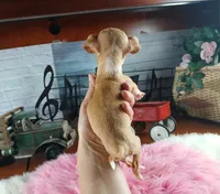 Vanillas fawn teacup girl. Hand Delivery , a female Chihuahua for sale in Carthage, TX – 4 of 10