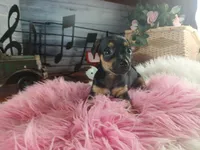 Autumns blk tan girl. Hand Delivery , a female Chihuahua for sale in Carthage, TX – 6 of 6