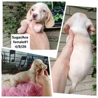 Sugars freckle nose. Hand delivery , a female Miniature Dachshund for sale in Carthage, TX – 1 of 5