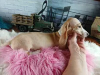 Sugar Pies cream girl. Hand Delivery , a female Miniature Dachshund for sale in Carthage, TX – 8 of 9
