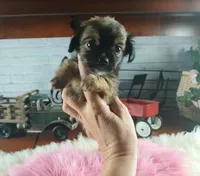 Long hair teacup girl applehead.  Hand Delivery , a female Chihuahua for sale in Carthage, TX – 2 of 10