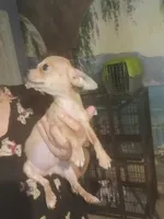 Tiny fawn teacup applehead girl Hand Delivery , a female Chihuahua for sale in Carthage, TX – 2 of 3